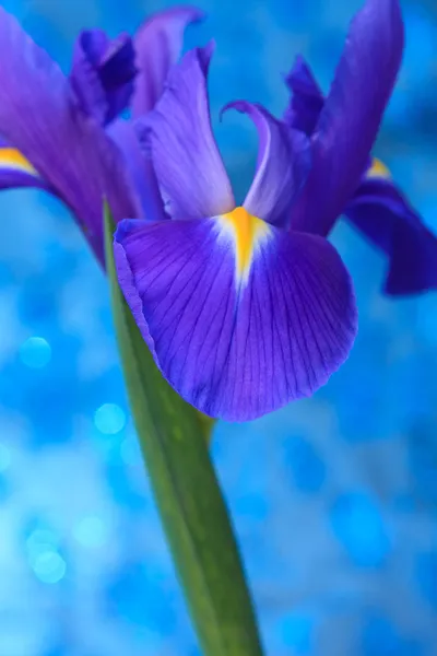 Iris flower — Stock Photo © kiyanochka #11118137