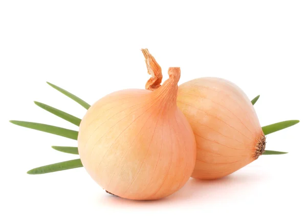 Onion vegetable — Stock Photo, Image