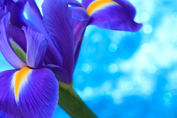 Beau fond bleu iris fleurs — Photo