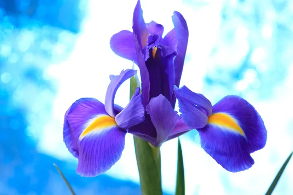 Beau fond bleu iris fleurs — Photo