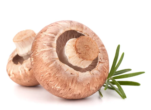 Kahverengi champignon mantar ve biberiye yaprakları — Stok fotoğraf