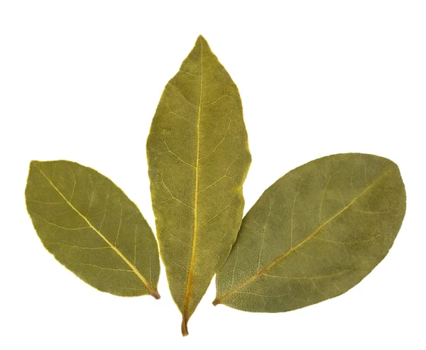 Aromatic bay leaves — Stock Photo, Image