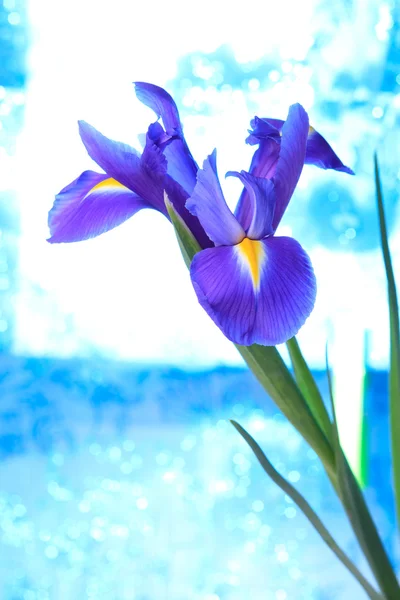 Hermoso fondo azul flores iris —  Fotos de Stock