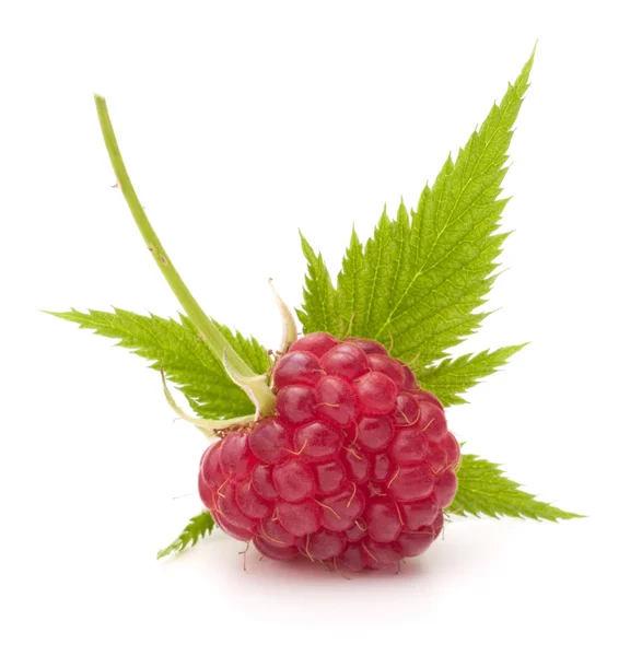 Sweet raspberry isolated on white background cutout — Stock Photo, Image