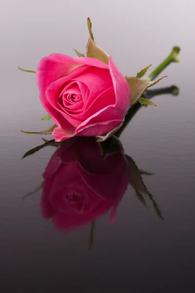 Rose flower with reflection on dark surface still life — Stock Photo, Image