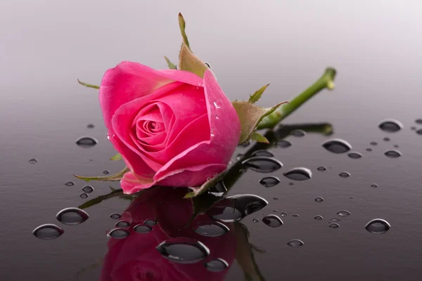 Rose flower with reflection on dark surface still life — Stock Photo, Image