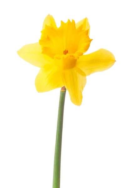 Daffodil bloem of narcissen geïsoleerd op witte achtergrond cutout — Stockfoto