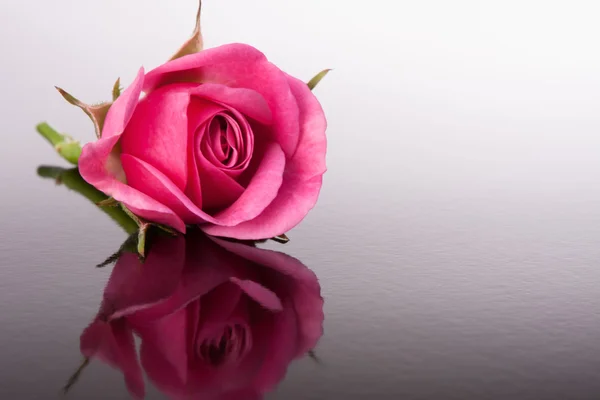 Rose flower with reflection on dark surface still life — Stock Photo, Image