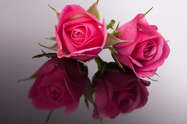 Rózsa virág tükörképe a sötét felszíni csendélet — Stock Fotó