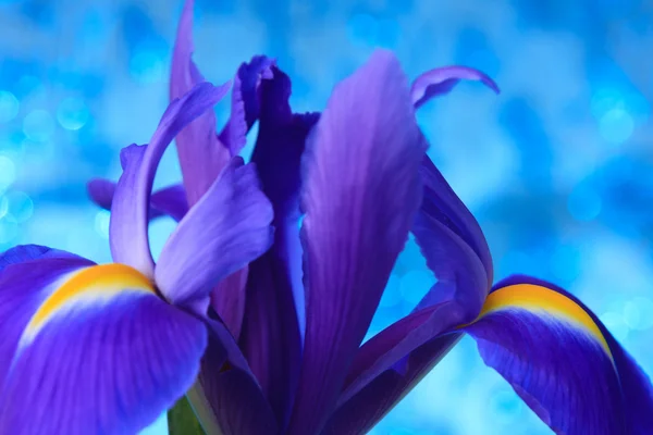 Schöne blaue Iris Blumen Hintergrund — Stockfoto