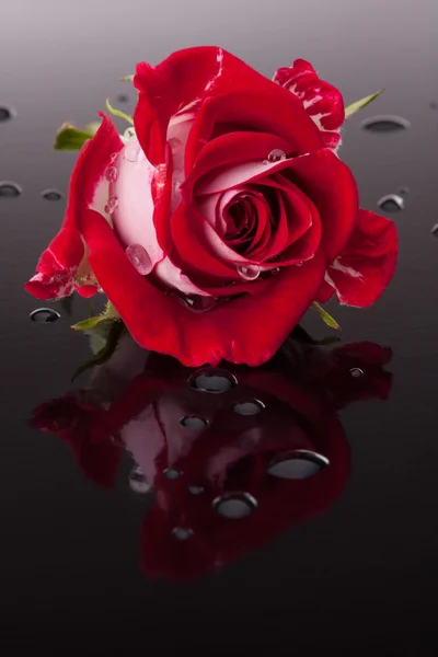 Rosa blomma med reflektion på mörka yta stilleben — Stockfoto