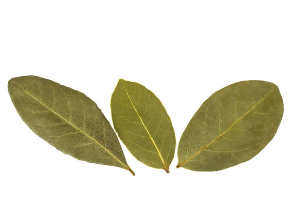 Aromatic bay leaves — Stock Photo, Image