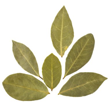 aromatik defne yaprağı