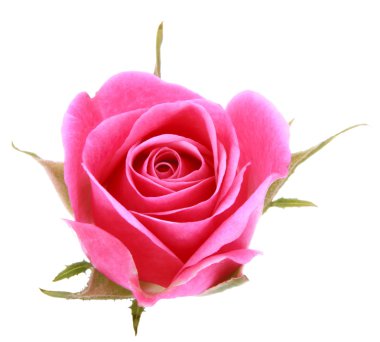 pembe Gül çiçek baş beyaz arka plan üzerinde kesme izole