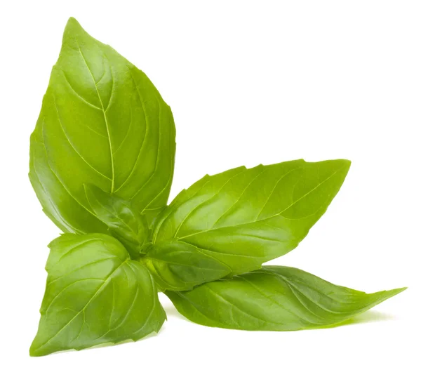 Sweet basil leaves Stock Photo by ©natika 49566683