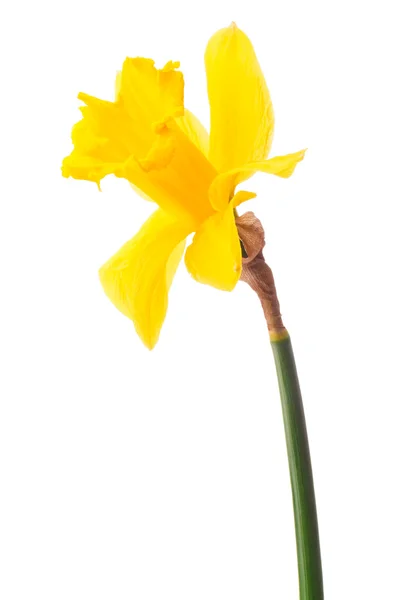 Narzissenblüte oder Narzisse — Stockfoto