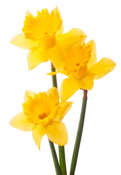Påskelilje blomst eller narcissus - Stock-foto