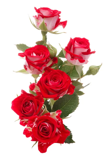 Red rose flower bouquet isolated on white background cutout — Stock Photo, Image