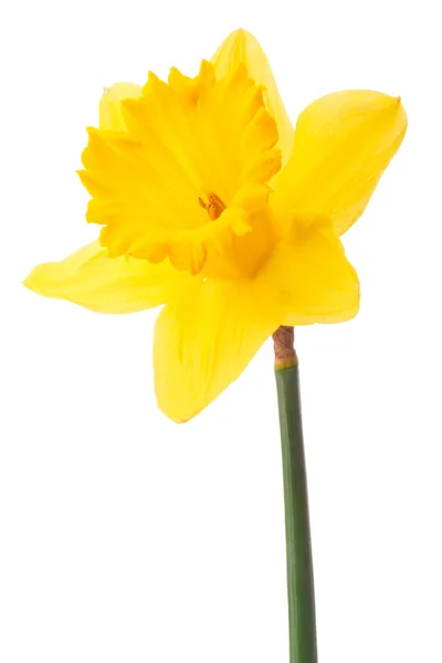 Narcissen bloem of narcissus — Stockfoto