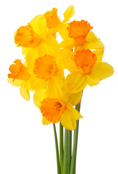 Daffodil kytice nebo narcis kytice — Stock fotografie
