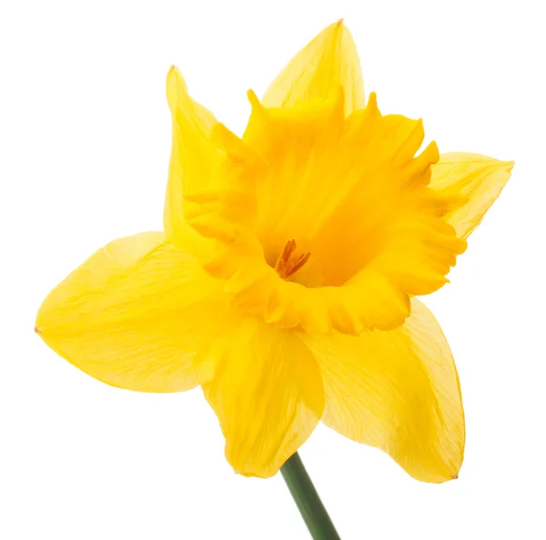 Narcissen bloem of narcissus — Stockfoto