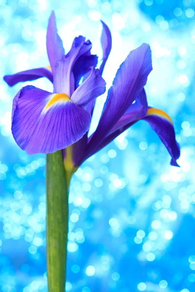 Vackra blå iris blommor bakgrund — Stockfoto