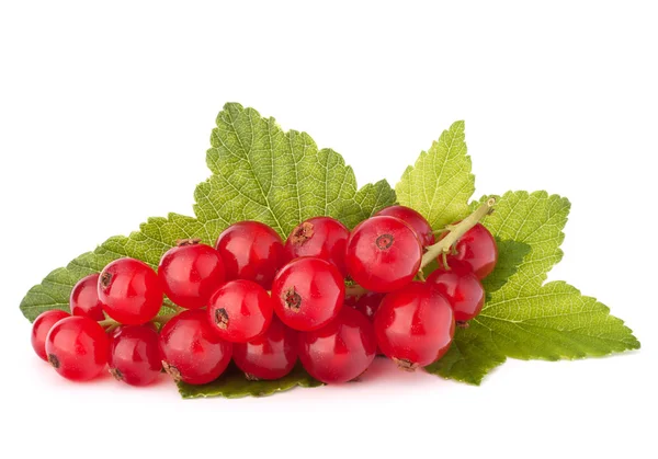 Red currants and green leaves still life — Stock Photo, Image