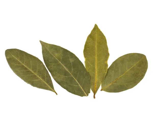 Aromatic bay leaves — Stock Photo, Image