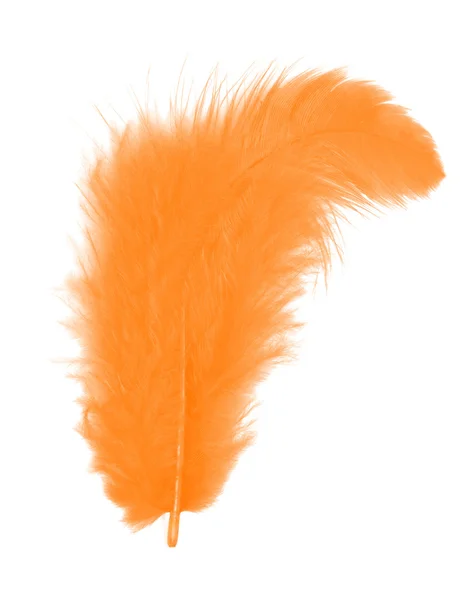 Orange feather — Stock Photo, Image