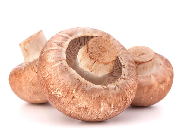 Kahverengi champignon mantar — Stok fotoğraf