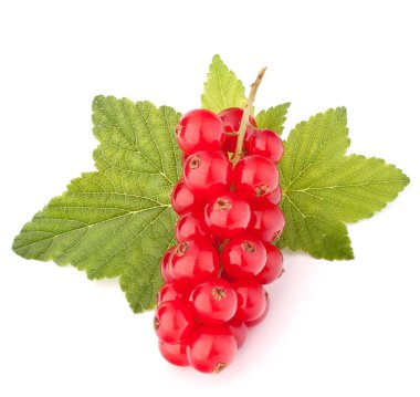 Kırmızı kuş üzümü ve yeşil yaprakları natürmort