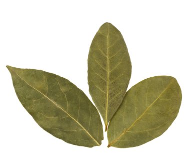 aromatik defne yaprağı