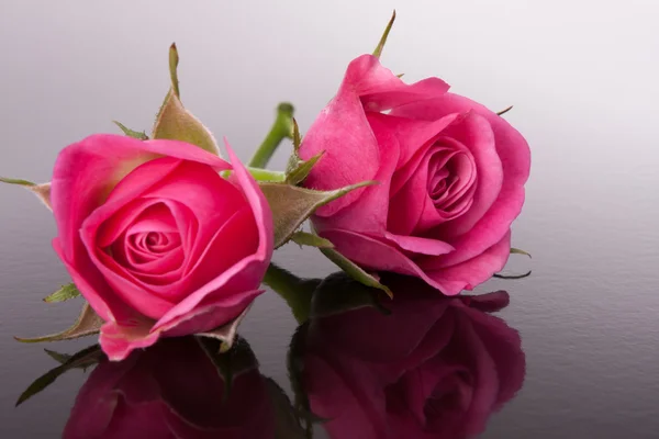 Rose flower with reflection on dark surface still life — Stock Photo, Image