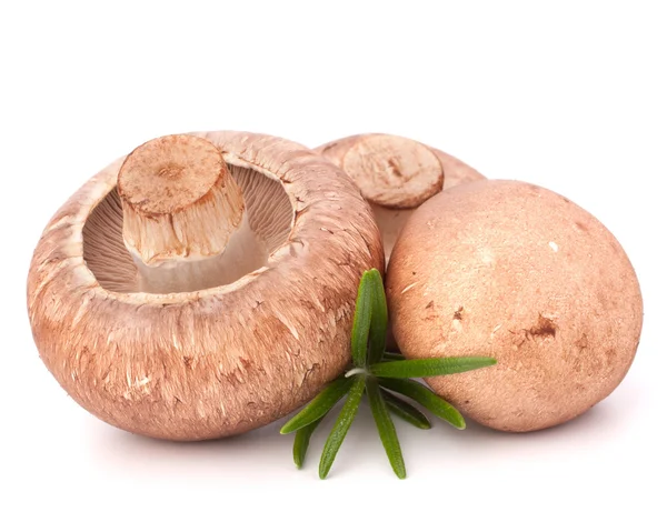 Kahverengi champignon mantar ve biberiye yaprakları — Stok fotoğraf