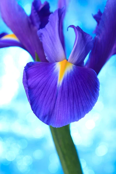 Schöne blaue Iris Blumen Hintergrund — Stockfoto