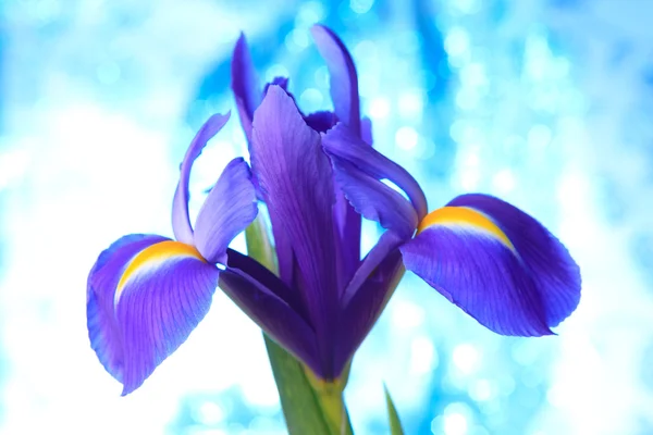 Prachtige blauwe iris bloemen achtergrond — Stockfoto
