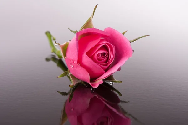 Rose flower with reflection on dark surface still life — Stock Photo, Image