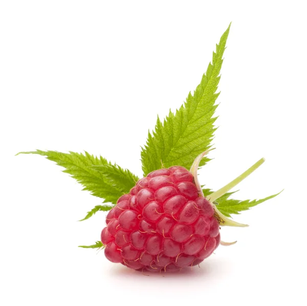 Sweet raspberry isolated on white background cutout — Stock Photo, Image