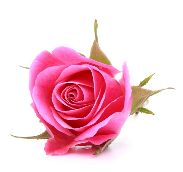 Rosa rosa flor cabeça isolada no fundo branco recorte — Fotografia de Stock