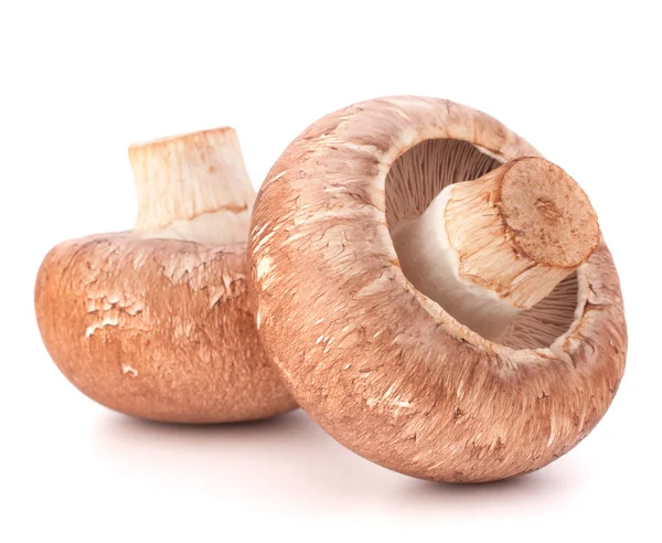 Brauner Champignon-Pilz — Stockfoto