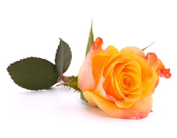 Orange Rose — Stockfoto