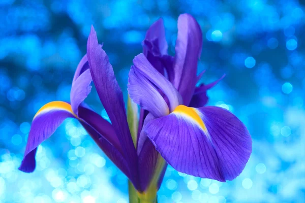 Beau fond bleu iris fleurs — Photo