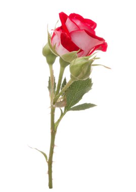 Beyaz arka plan üzerinde kesme izole kırmızı gül çiçek kafa