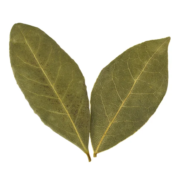 Aromatic bay leaves — Stock Photo, Image