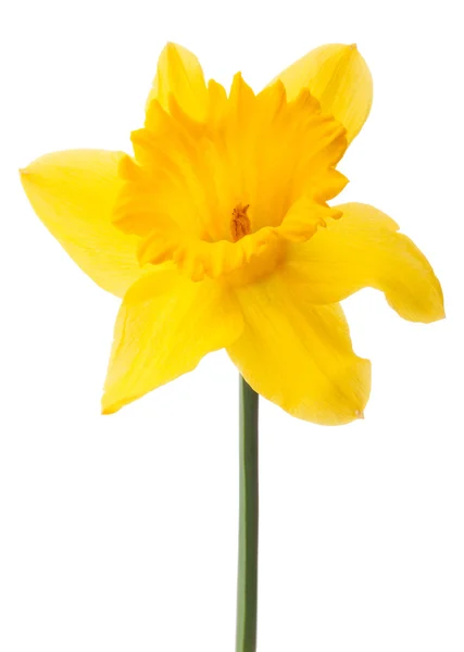 Påsklilja blomma eller narcissus isolerad på vit bakgrund cutout — Stockfoto