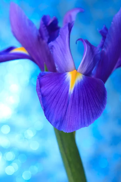 Bela íris azul flores fundo — Fotografia de Stock