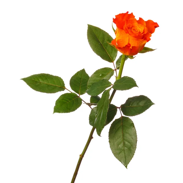 Rosa naranja — Foto de Stock