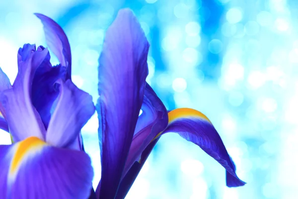 Beau fond bleu iris fleurs — Photo