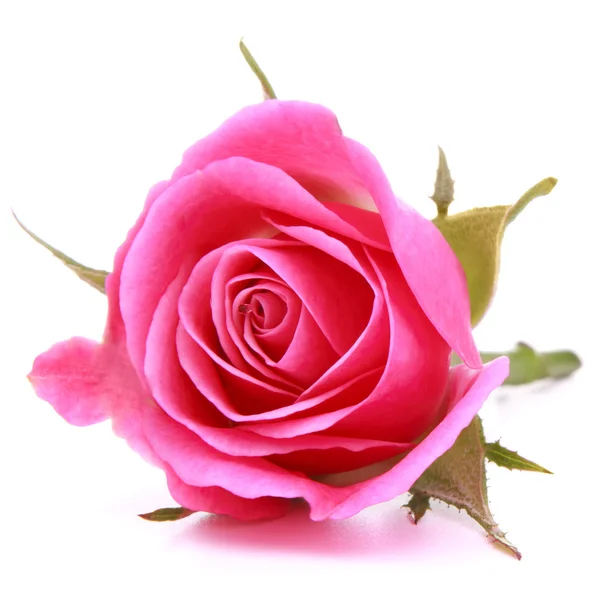 粉红色的玫瑰头花隔绝在白色背景缺口 — 图库照片