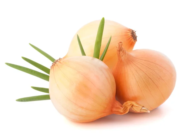 Onion vegetable — Stock Photo, Image